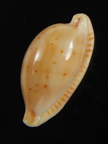 Ransoniella martini superstes 16.97 mm Gem-70773