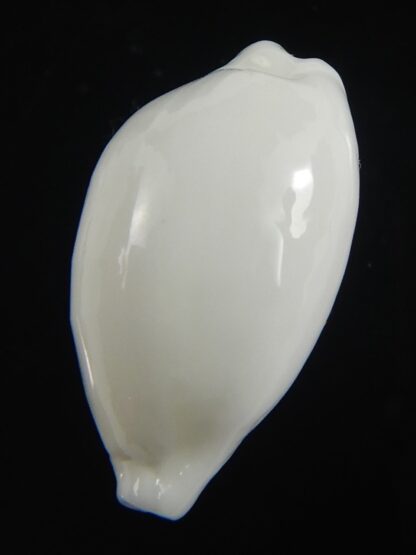 Cribrarula cribraria melwardi ...22.25 mm Gem-70843