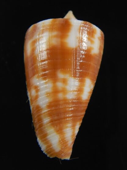 Phasmaconus dampierensis 25.49 mm Gem-70898