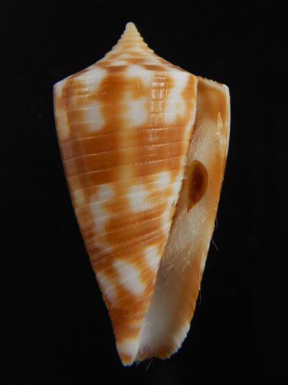 Phasmaconus dampierensis 25.49 mm Gem-70899