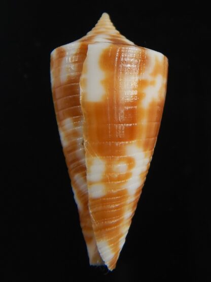 Phasmaconus dampierensis 25.49 mm Gem-70901