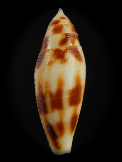 Conus mitratus 31.40 mm Gem-70888