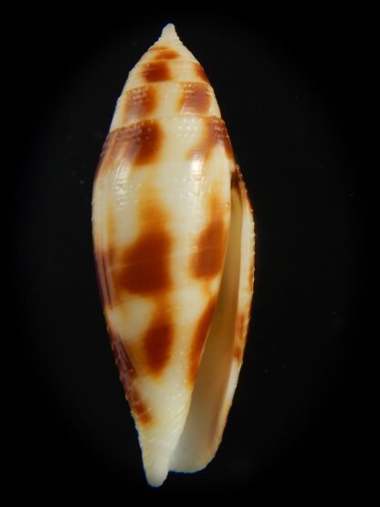 Conus mitratus 31.40 mm Gem-70890