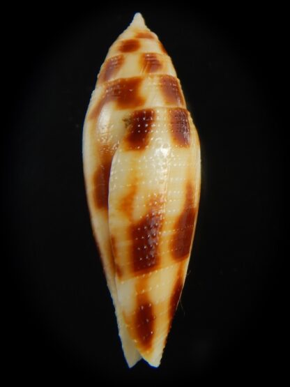 Conus mitratus 31.40 mm Gem-70889