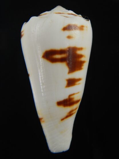 Conus marmoreus crosseanus "batarde" 50.32 mm F+++/Gem-70878