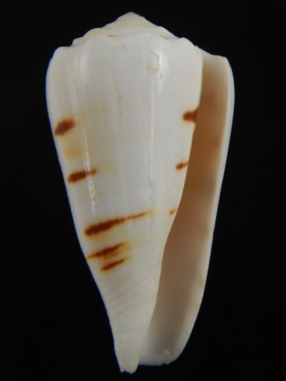 Conus marmoreus crosseanus "batarde" 50.32 mm F+++/Gem-70880