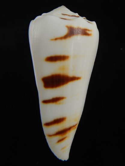 Conus marmoreus crosseanus "batarde" 50.32 mm F+++/Gem-70881