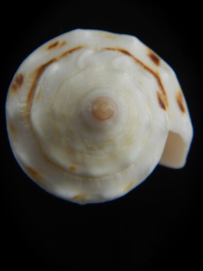 Conus marmoreus crosseanus "batarde" 50.32 mm F+++/Gem-70879