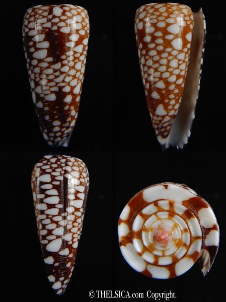 Eugeniconus nobilis gisellelieae 50.24 mm Gem-0