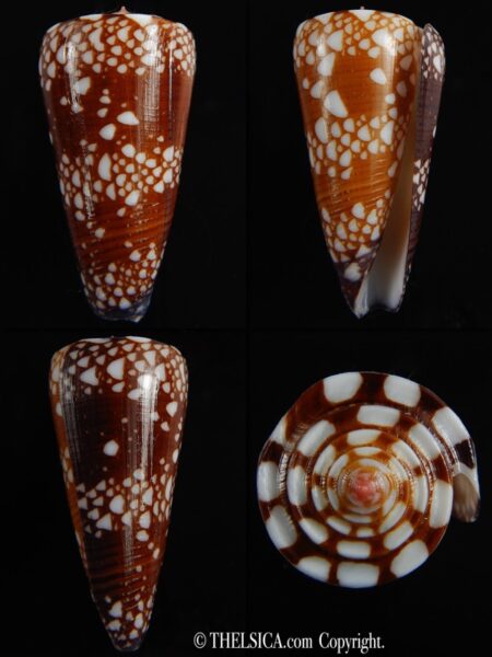 Eugeniconus nobilis gisellelieae 51.07 mm Gem-0