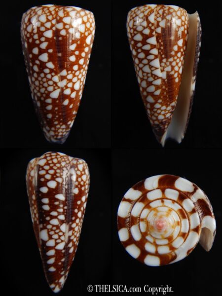 Eugeniconus nobilis gisellelieae 55.27 mm Gem-0