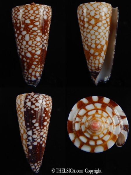Eugeniconus nobilis gisellelieae 56.23 mm Gem-0