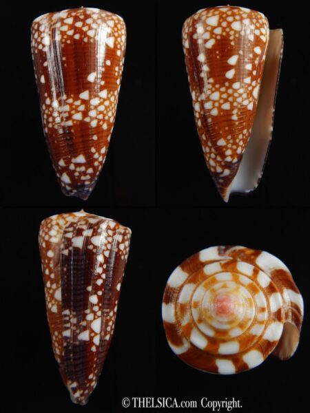 Eugeniconus nobilis gisellelieae 57.05 mm F+++/Gem-0