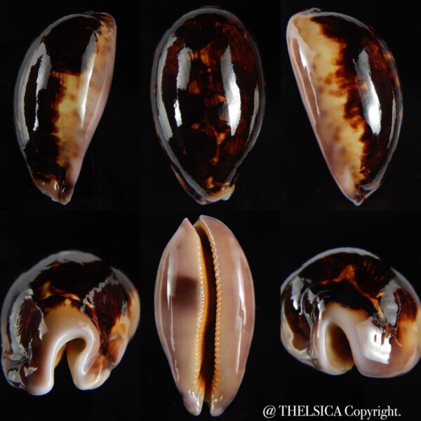 Leporicypraea mappa montrouzieri N&R 71.52 mm Gem-0
