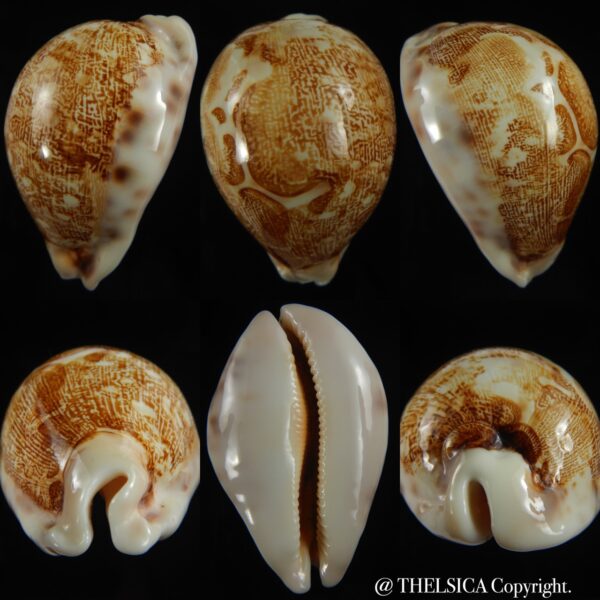 Leporicypraea mappa viridis eluceta ....72.58 mm Gem-0