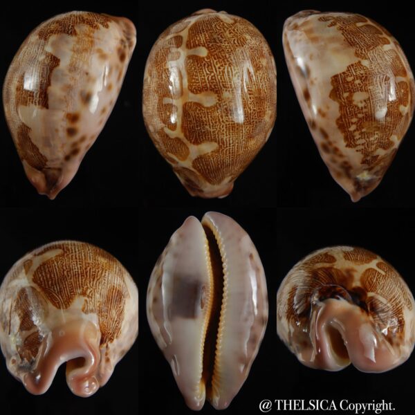 Leporicypraea mappa viridis kanakinus 83.12 mm F++/F+++-0
