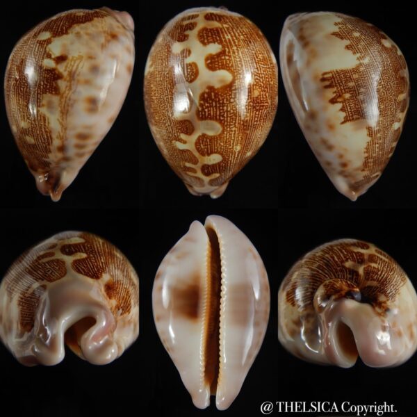Leporicypraea mappa viridis kanakinus 88.24 mm F+++/Gem-0