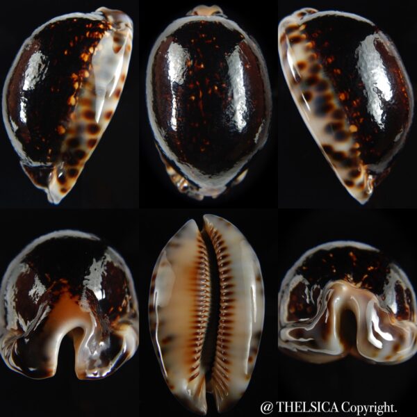 Mauritia arabica arabica N&R ... Big size... 65.76 mm Gem -0