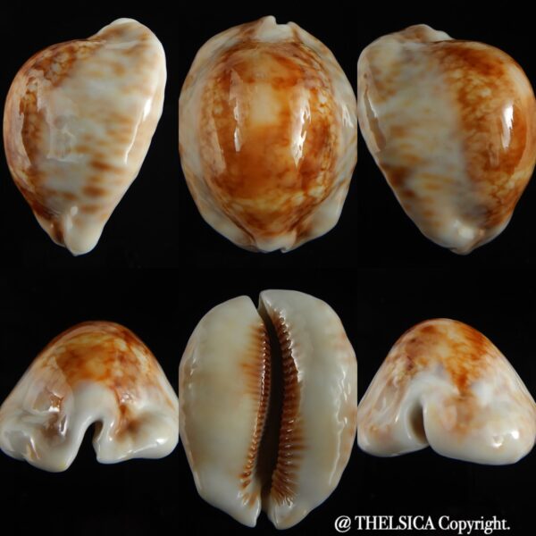 Mauritia maculifera scindata .. SP GOLD... 67.70 mm Gem -0