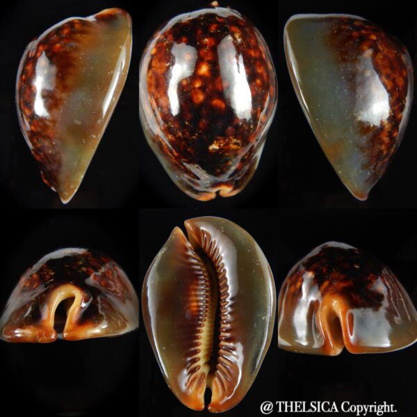 Mauritia mauritiana .. Rusty ... 82.90 mm F+++/Gem-0
