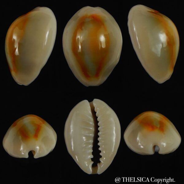 Monetaria annulus ..SP colour .. 19.56 mm Gem-0