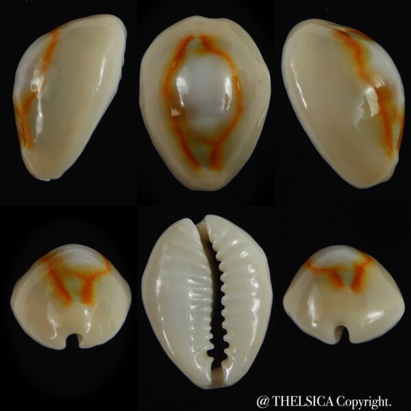 Monetaria annulus ..SP colour .. 21.36 mm Gem-0