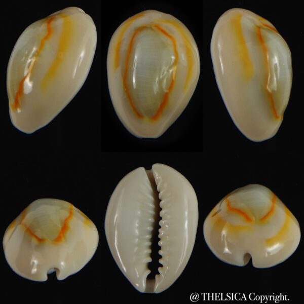 Monetaria annulus ..SP colour .. 22.30 mm Gem-0