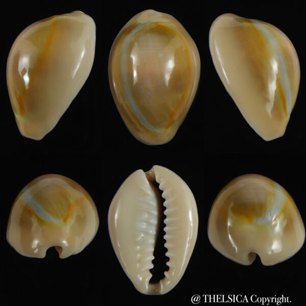 Monetaria annulus ..SP colour .. 24.49 mm Gem-0