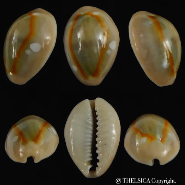 Monetaria annulus alboguttata 21.10 mm Gem-0