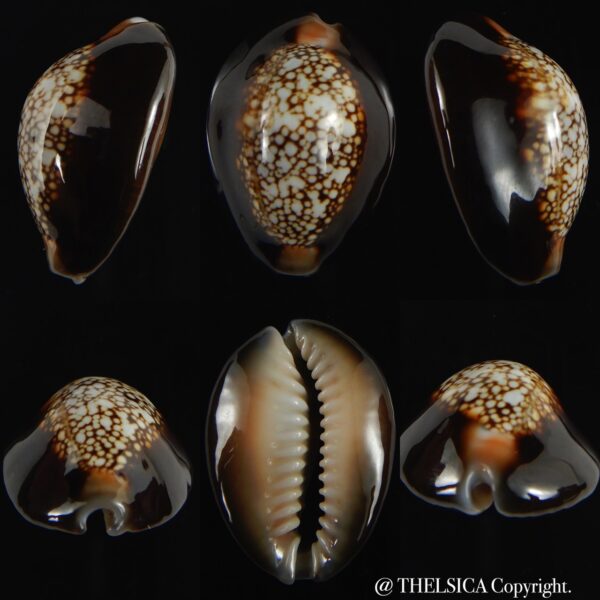 Monetaria caputserpentis 29.13 mm Gem-0