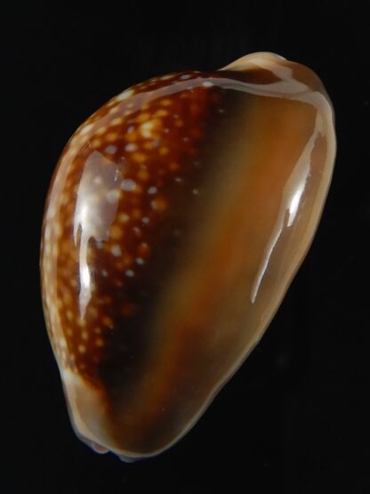 Monetaria caputserpentis 29.36 mm Gem-70117