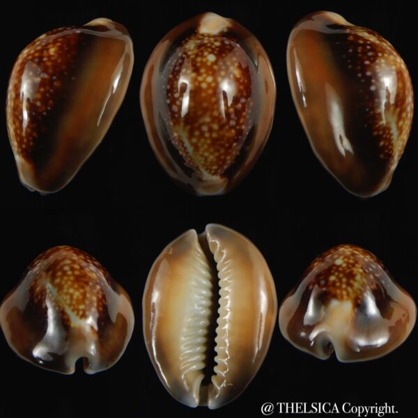Monetaria caputserpentis 29.36 mm Gem-0
