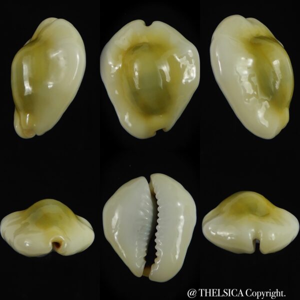 Monetaria moneta tuberculosa 19.51 mm Gem-0