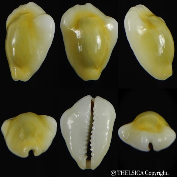 Monetaria moneta tuberculosa 21.44 mm Gem-0