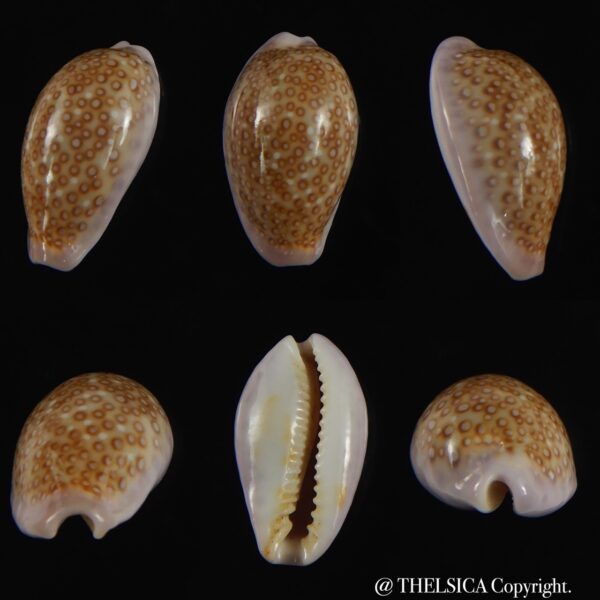 Naria albuginosa ... 21.22 mm Gem-0