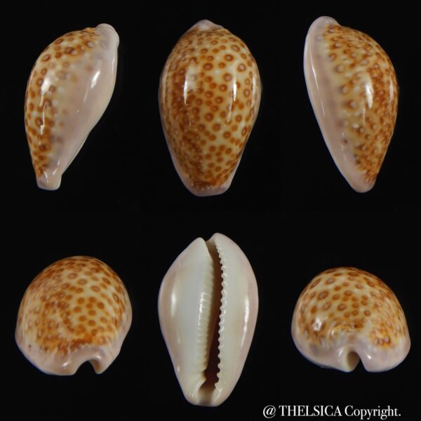 Naria albuginosa ... 24.06 mm Gem-0