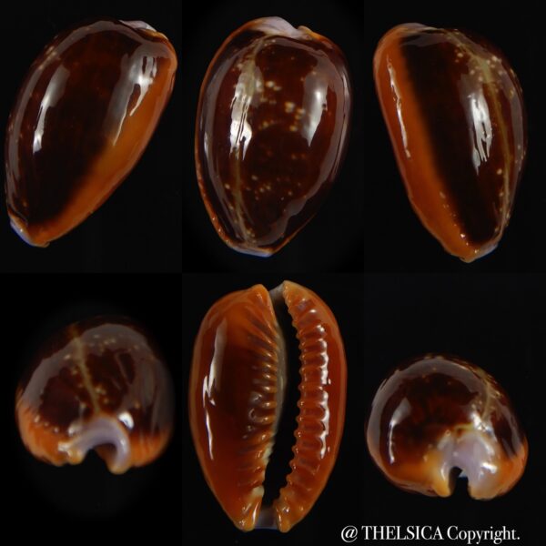 Naria helvola .. dark colour ... 26.04 mm Gem -0