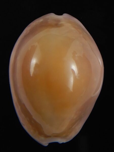 Naria poraria N&R 26.53 mm Gem-70420