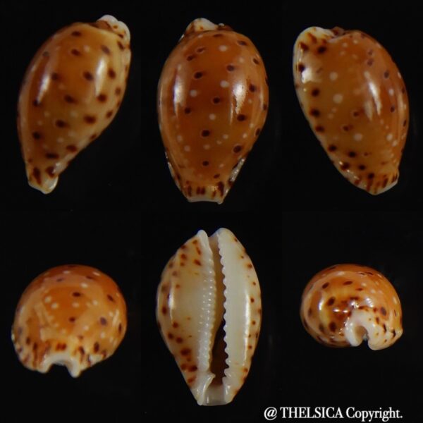 Naria thomasi 11.68 mm Gem-0