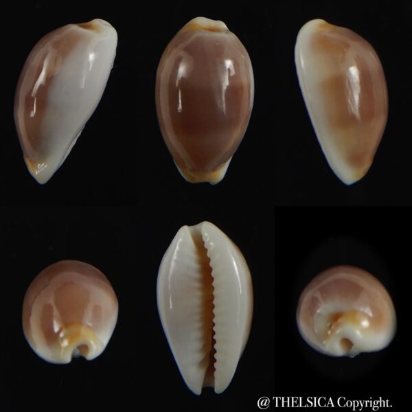Palmadusta artuffeli 14.65 mm Gem-0