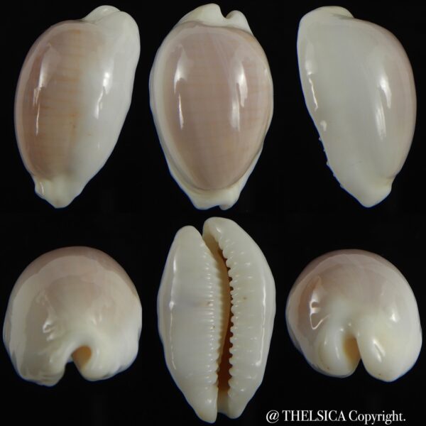 Palmadusta clandestina moniliaris candida N&R ... GIANT ... 27.32 mm Gem-0
