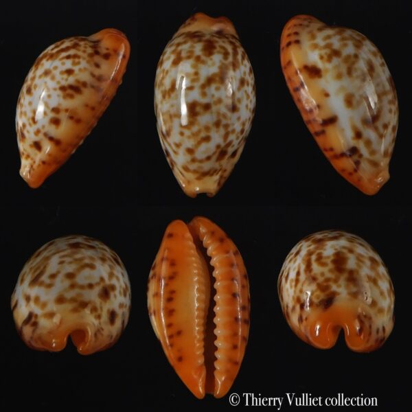 Palmadusta humphreyii N&R 16.48 mm Gem-0