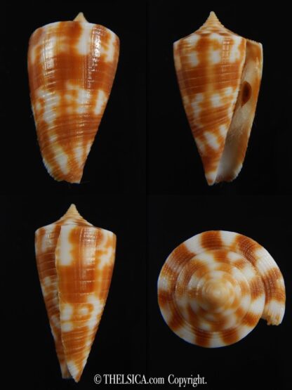 Phasmaconus dampierensis 25.49 mm Gem-0
