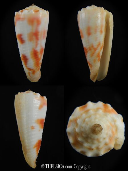 Phasmoconus merleti 50.83 mm F+++/Gem-0