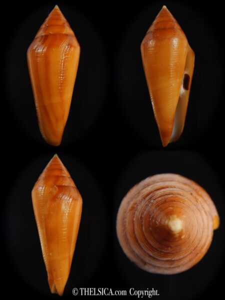 Profundiconus lani ..GIANT... 51.07 mm Gem-0