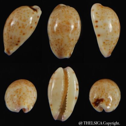 Purpuradusta hammondae dampierensis 13.92 mm Gem-0
