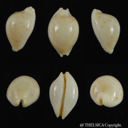 Pustularia mauiensis mauiensis 11.59 mm Gem-0