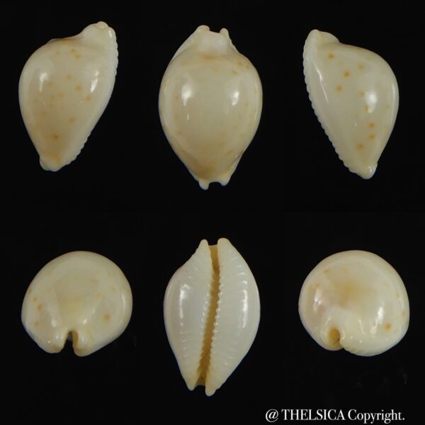 Pustularia mauiensis mauiensis 11.59 mm Gem-0