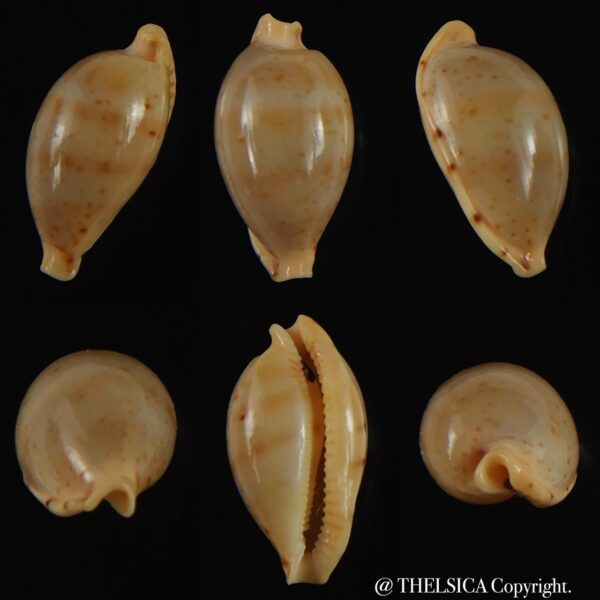 Ransoniela martini superstes ... Big size ... 17,30 mm Gem-0