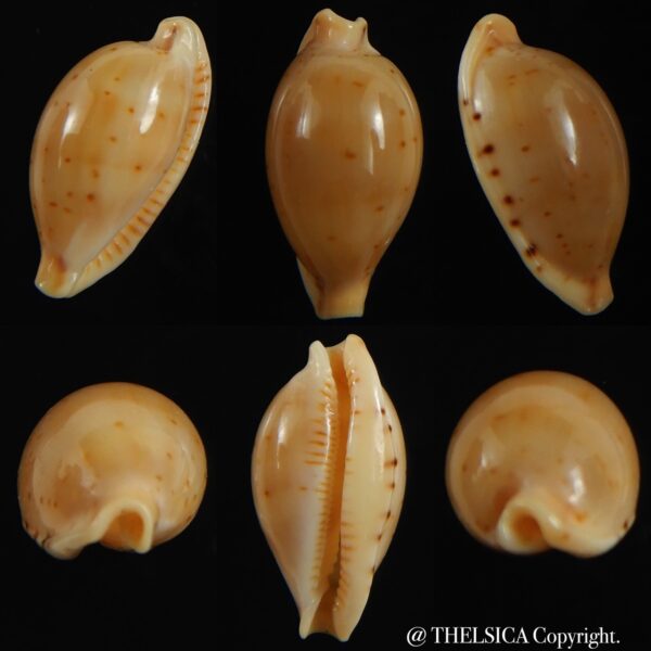Ransoniella martini superstes 16.97 mm Gem-0